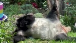 Սին Սին և Շուան Շուան պանդաները նշում են իրենց ծննդյան տարեդարձը Մեքսիկայի կենդանաբանական այգում_1.mp4.