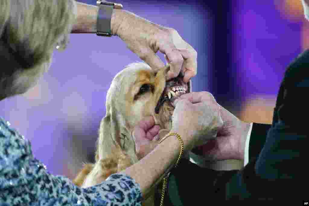 An A.S.C.O.B cocker spaniel competes in the sporting group at the 146th Westminster Kennel Club Dog Show, June 22, 2022, in Tarrytown, N.Y. Belle, an English Setter, won the group.