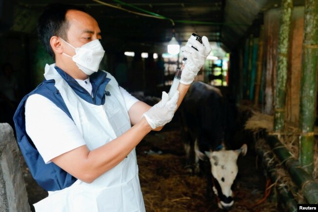 A Marine and Agricultural Food Security officer prepares a dose of vitamin at a cattle shop to prevent the spread of foot and mouth disease in Tanjung Priok, North Jakarta, Indonesia, June 24, 2022. (REUTERS/Ajeng Dinar Ulfiana)