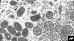 FILE - This 2003 electron microscope image made available by the Centers for Disease Control and Prevention shows mature, oval-shaped monkeypox virions, left, and spherical immature virions, right, obtained from a sample of human skin associated with the 
