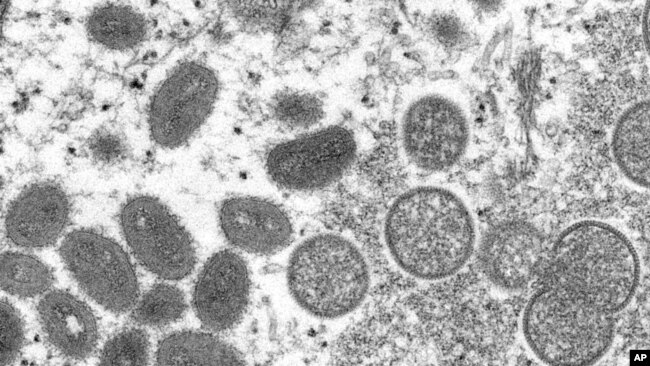FILE - This 2003 electron microscope image made available by the Centers for Disease Control and Prevention shows mature, oval-shaped monkeypox virions, left, and spherical immature virions, right, obtained from a sample of human skin associated with the