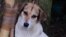 Una sola mascota ha sido adoptada en lo que va de 2022 del Refugio Mi Moisés.