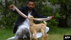 Breeder Mohammad Hasan Narejo displays the ears of his kid goat Simba, in Karachi, Pakistan.