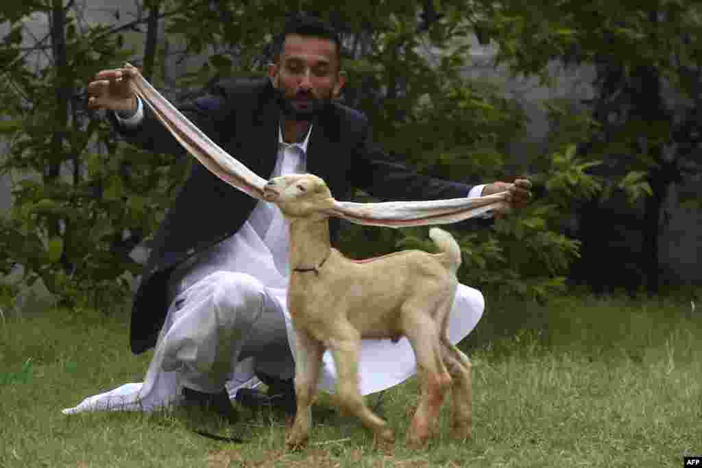 Breeder Mohammad Hasan Narejo holds up the ears of his kid goat Simba, in Karachi, Pakistan.