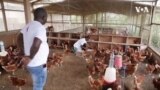 Les aviculteurs du Gabon tentent de faire face à la grippe aviaire