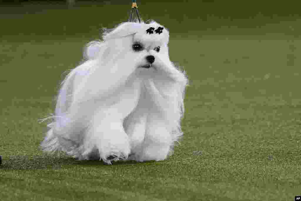Hollywood, a Maltese, competes for best in show at the 146th Westminster Kennel Club Dog Show, June 22, 2022, in Tarrytown, N.Y.