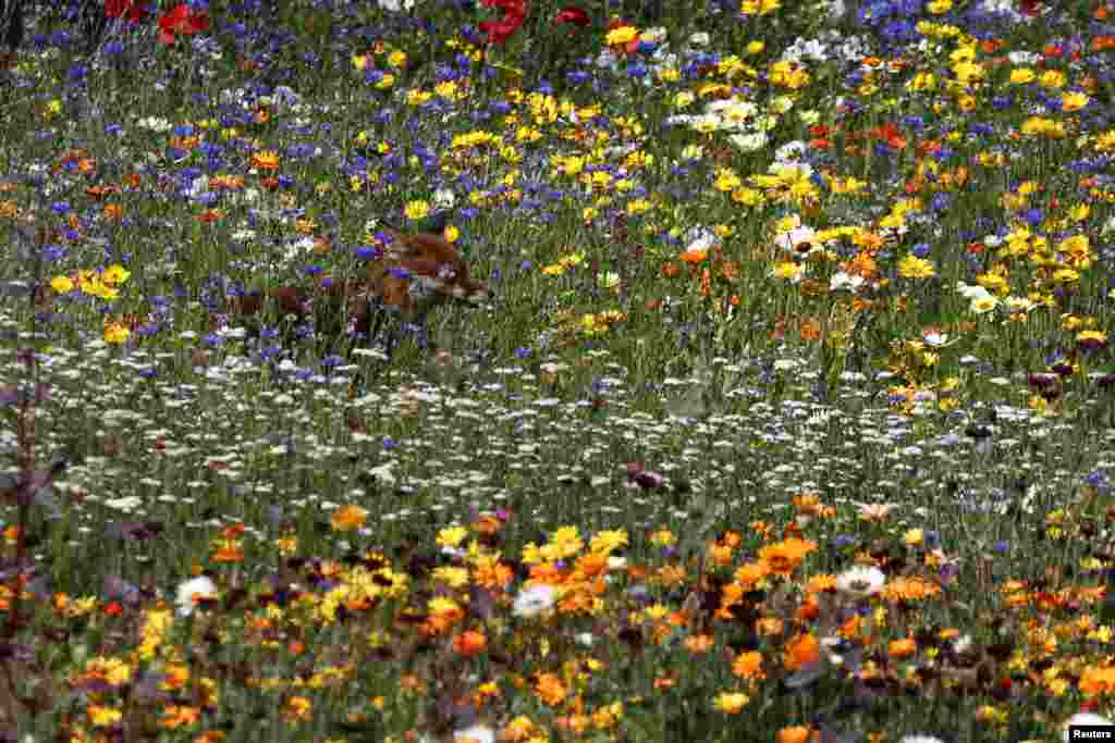 A fox sits in the flowers at the Superbloom installation at the Tower of London to celebrate Britain&#39;s Queen Elizabeth&#39;s Platinum Jubilee in London.