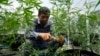 FILE - A worker tends to cannabis plants at a farm in Chonburi province, eastern Thailand on June 5, 2022. Marijuana cultivation and possession in Thailand was decriminalized as of June 9, 2022.