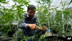 FILE - A worker tends to cannabis plants at a farm in Chonburi province, eastern Thailand on June 5, 2022. Marijuana cultivation and possession in Thailand was decriminalized as of June 9, 2022.