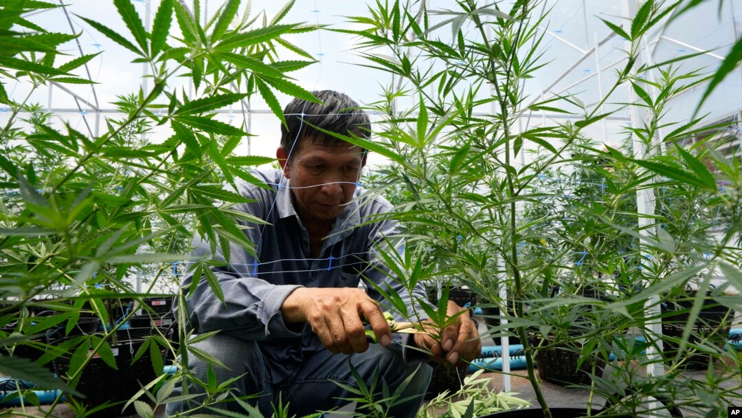 Seorang petani ganja di provinsi Chonburi, Thailand (foto: dok). Sejak 9 Juni 2022, pemerintah Thailand melegalkan budidaya ganja dan penggunaan ganja untuk keperluan medis. 