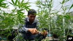 Seorang petani ganja di provinsi Chonburi, Thailand (foto: dok). Sejak 9 Juni 2022, pemerintah Thailand melegalkan budidaya ganja dan penggunaan ganja untuk keperluan medis. 