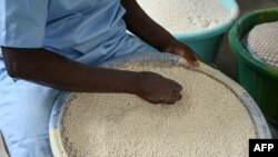 FILE: An employee of Rama Cereal, a local cereal processing plant, processes millet grain to make millet porridge in Abobo, a popular district in Abidjan on 6.23.2022