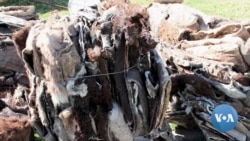 Gangs Steal Africa’s Donkeys for Chinese Medicine