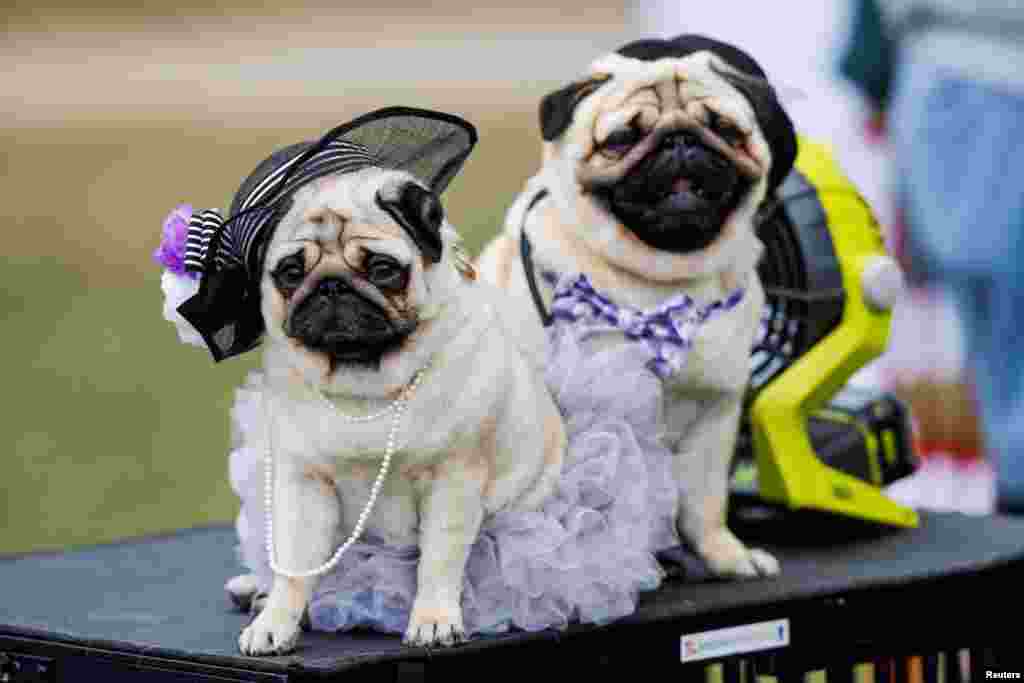 Pugs get ready for pictures during breed judging at the 146th Westminster Kennel Club Dog Show at the Lyndhurst Estate in Tarrytown, New York.