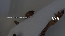 Cacing Pemakan Plastik, Bisa Jadi Solusi Sampah?