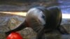 Seekor singa laut Australia mendorong makanan beku berisi ikan ke dalam air pada acara Natal tahunan di Kebun Binatang Taronga, Sydney, Australia, 21 Desember 2016. (REUTERS/David Gray)