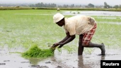 FILE - A farmer sets rice seedlings into paddy fields at the Mwea Irrigation Scheme in Kirinyaga district, about 100 km (62 miles) southeast of Kenya's capital Nairobi.