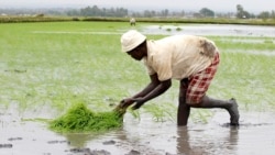 Food Security for Kenya