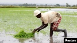 FILE - A farmer sets rice seedlings into paddy fields at the Mwea Irrigation Scheme in Kirinyaga district, about 100 km (62 miles) southeast of Kenya's capital Nairobi.
