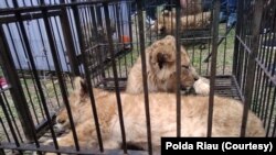 Singa Afrika yang berhasil diamankan Kepolisian Daerah Riau dari upaya penyelundupan satwa langka, Minggu, 15 Desember 2019. (Foto: Polda Riau)