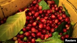 FILE - Coffee beans are seen during harvest at a coffee farm in the jungle of Villa Rica, Peru, June 8, 2012. 