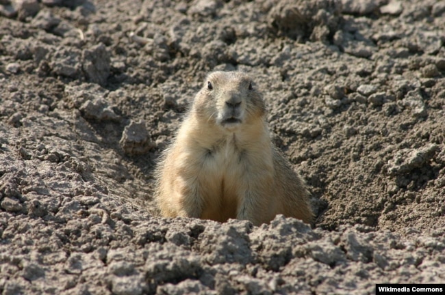 A prairie dog at Badlands National Park