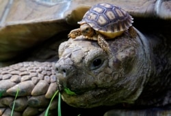 These tortoises are not astronauts. These African spurred tortoises (Centrochelys Sulcata) live at a zoo in Guadalajara, Mexico, May 17, 2018. (AFP PHOTO / Ulises Ruiz)