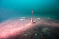 This June 19, 2019 photo provided by NOAA Thunder Bay National Marine Sanctuary shows purple microbial mats in the Middle Island Sinkhole in Lake Huron, Michigan.