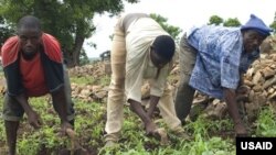 Farmers in Ghana.