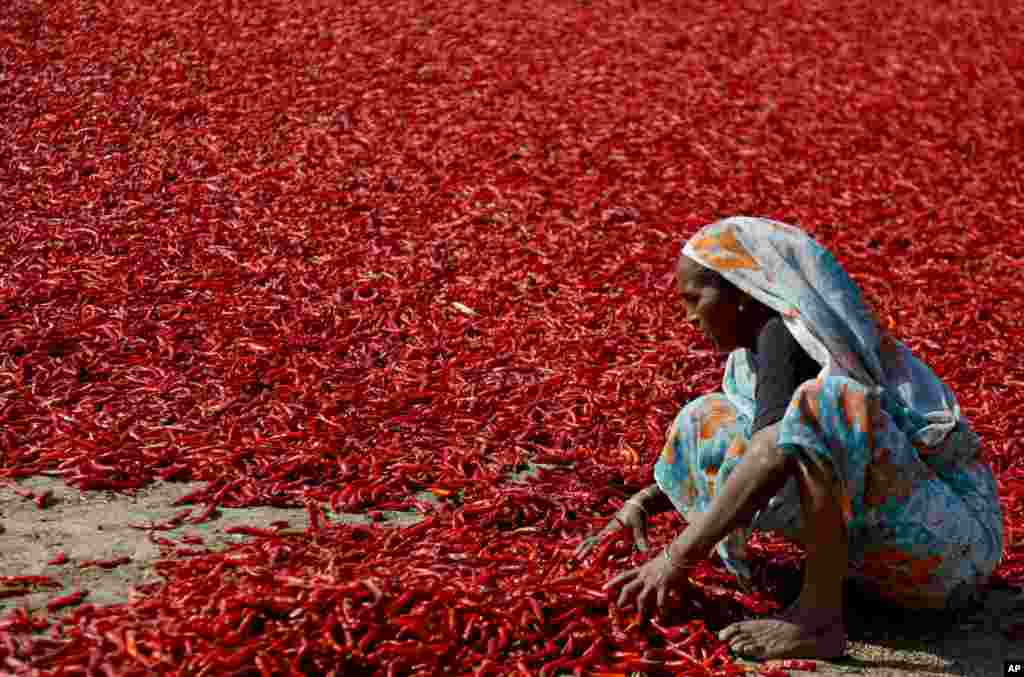 An Indian woman sun dries red chilies on the outskirts of Ahmadabad.