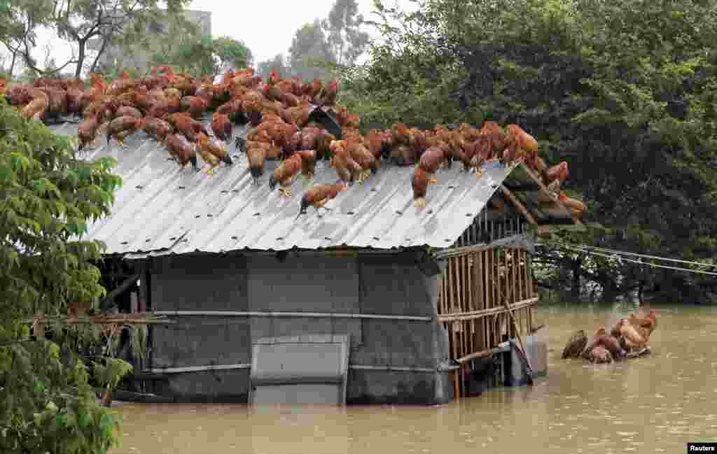 Chickens perch on the roof of a hennery to escape rising floodwaters after Typhoon Utor hit Maoming, Guangzhou province, China, Aug. 15, 2013.