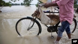 A man transports a sheep on a bicycle through a flooded road in Murkata village, east of Gauhati, north eastern Assam state, India, Aug. 14, 2017. Heavy monsoon rains have unleashed landslides and floods that killed dozens of people in recent days and displaced millions more across northern India, southern Nepal and Bangladesh.