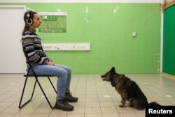 Csele, an 12-year-old Mudi, is seen during a test at the Ethology Department of the Eotvos Lorand University in Budapest