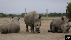 FILE - Fatu, center, and Najin, left, the only two female northern white rhinos left in the world, graze where they are kept for observation, at the Ol Pejeta Conservancy in Laikipia county in Kenya, March 2, 2018.