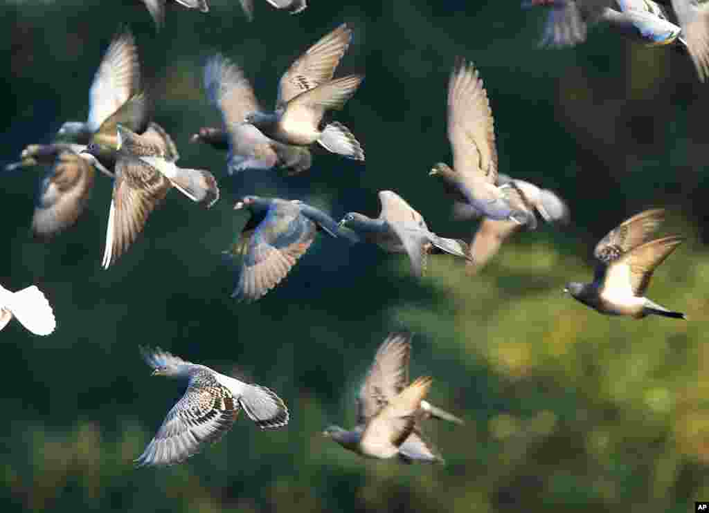 A flock of pigeons flies over a field on the outskirts of Frankfurt, Germany.