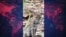 کشف نخستین گونه جدید گربه‌سان در بولیوی 