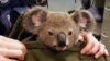Seekor koala melongokkan kepalanya dari tas yang dibawa oleh seorang polisi Queensland di Brisbane, Australia, 6 November 2016. (Foto: dok). 