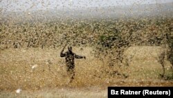 FILE - A man attempts to fend-off a swarm of locusts at a ranch near the town of Nanyuki in Laikipia county, Kenya, February 21, 2020. (REUTERS/Baz Ratner/File Photo)