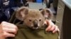 Australia Increases Efforts to Protect Koalas