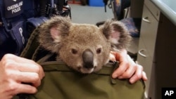 In this photo provided by Queensland Police Service and taken on Nov. 6, 2016, a koala looks out from a handbag at a police station in Brisbane, Australia. 