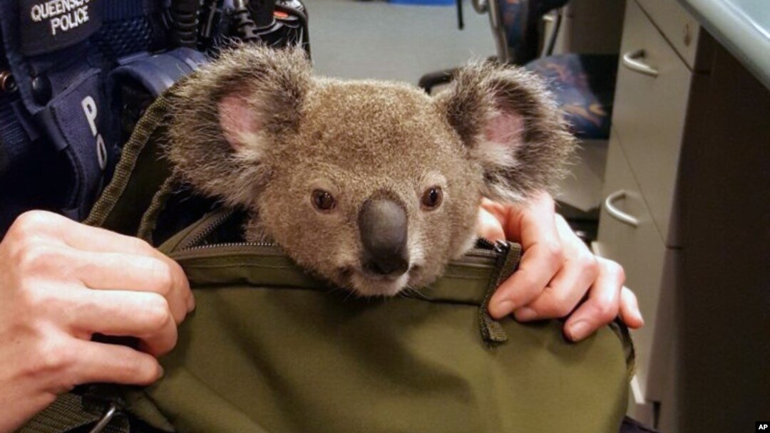 In this photo provided by Queensland Police Service and taken on Nov. 6, 2016, a koala looks out from a handbag at a police station in Brisbane, Australia. Koalas are officially listed as vulnerable to extinction in New South Wales. 