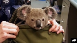 In this photo provided by Queensland Police Service and taken on Nov. 6, 2016, a koala looks out from a handbag at a police station in Brisbane, Australia. Koalas are officially listed as vulnerable to extinction in New South Wales. 