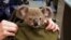 In this photo provided by Queensland Police Service and taken on Nov. 6, 2016, a koala looks out from a handbag at a police station in Brisbane, Australia. Koalas are officially listed as vulnerable to extinction in New South Wales. 