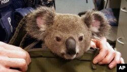 Seekor koala melongokkan kepalanya dari tas yang dibawa oleh seorang polisi Queensland di Brisbane, Australia, 6 November 2016. (Foto: dok). 