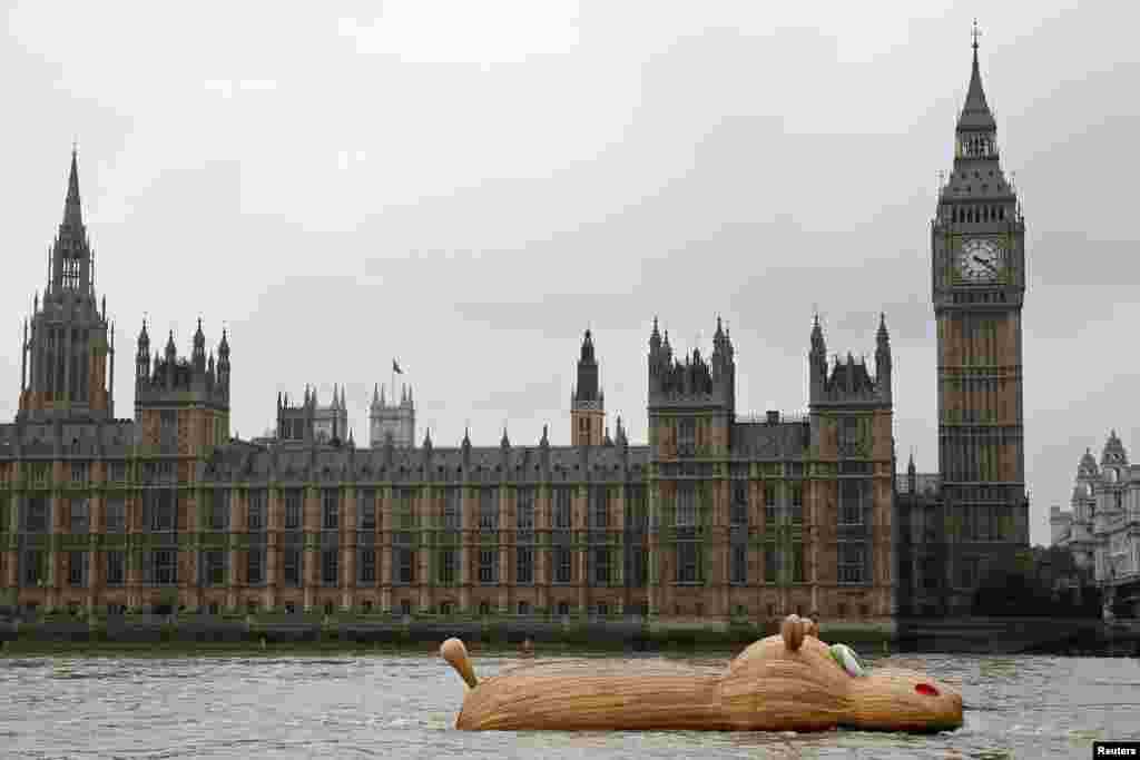 A sculpture of a giant hippopotamus, "HippopoThames", built by artist Florentjin Hofman is towed up the Thames past the Houses of Parliament in central London.