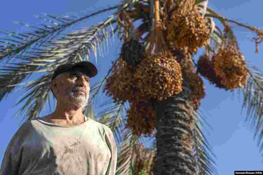 Rizk, a longtime farmer, says, “The fruits get dry on the branches, and nothing comes out in the right season,” citing soil salinization and extended heatwaves. Egypt’s agrifood sector employs about 30% of workers. Alexandria, Egypt, Sept. 21, 2024.