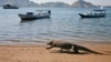 Pemerintah Tunda Kenaikan Tiket Pulau Komodo Hingga 2023
