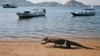 Komodo berjalan di pantai di Pulau Komodo, Kamis, 30 April 2009. (Foto: AP)