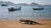 Pemerintah Rencanakan Tutup Pulau Komodo untuk Publik Selama Setahun