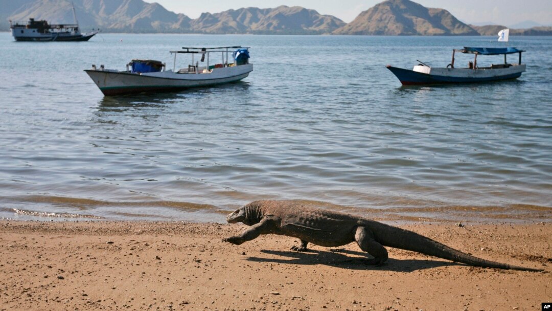 Komodo berjalan di pantai di Pulau Komodo, Kamis, 30 April 2009. (Foto: AP)